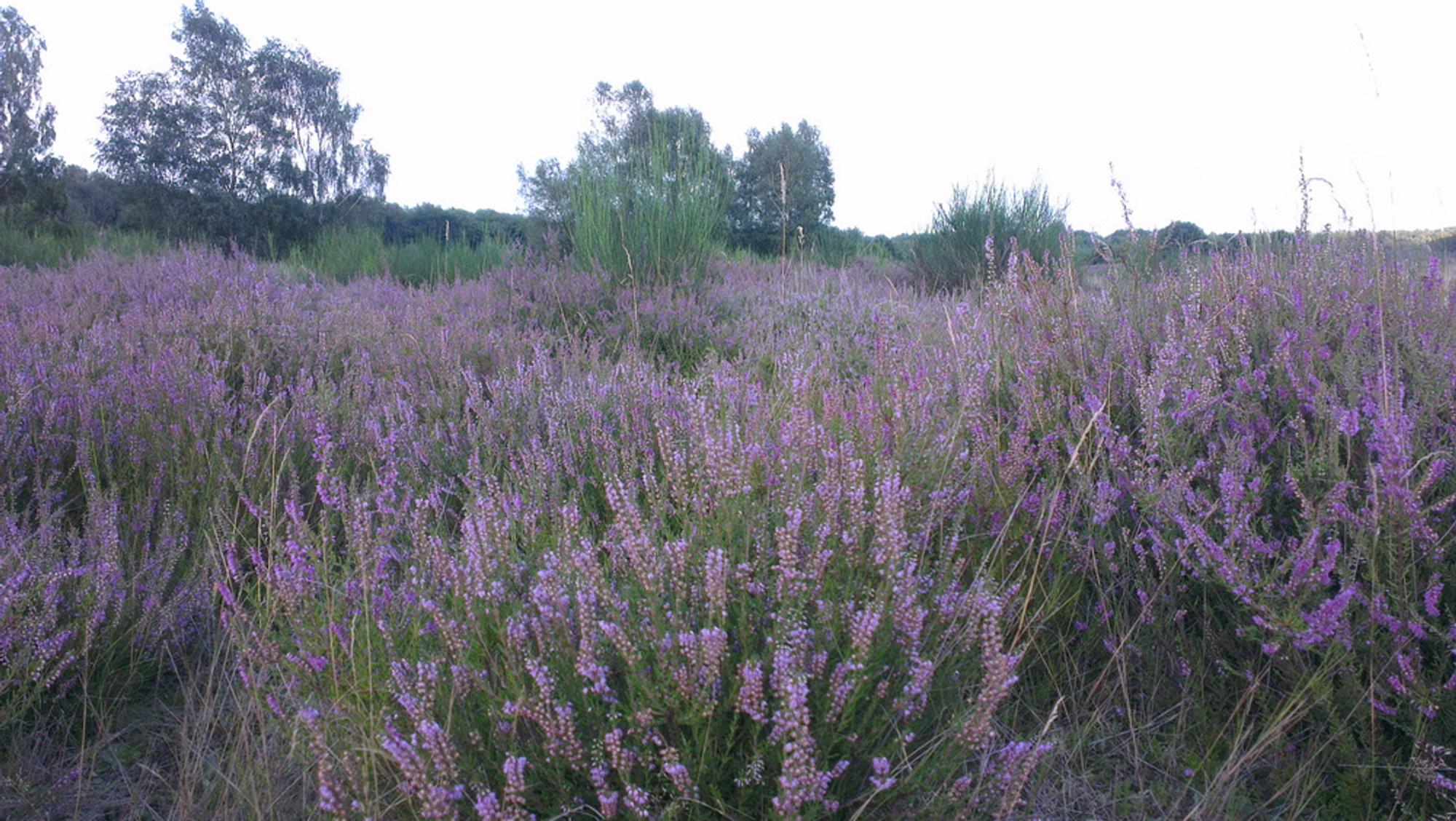 Wahner Heide