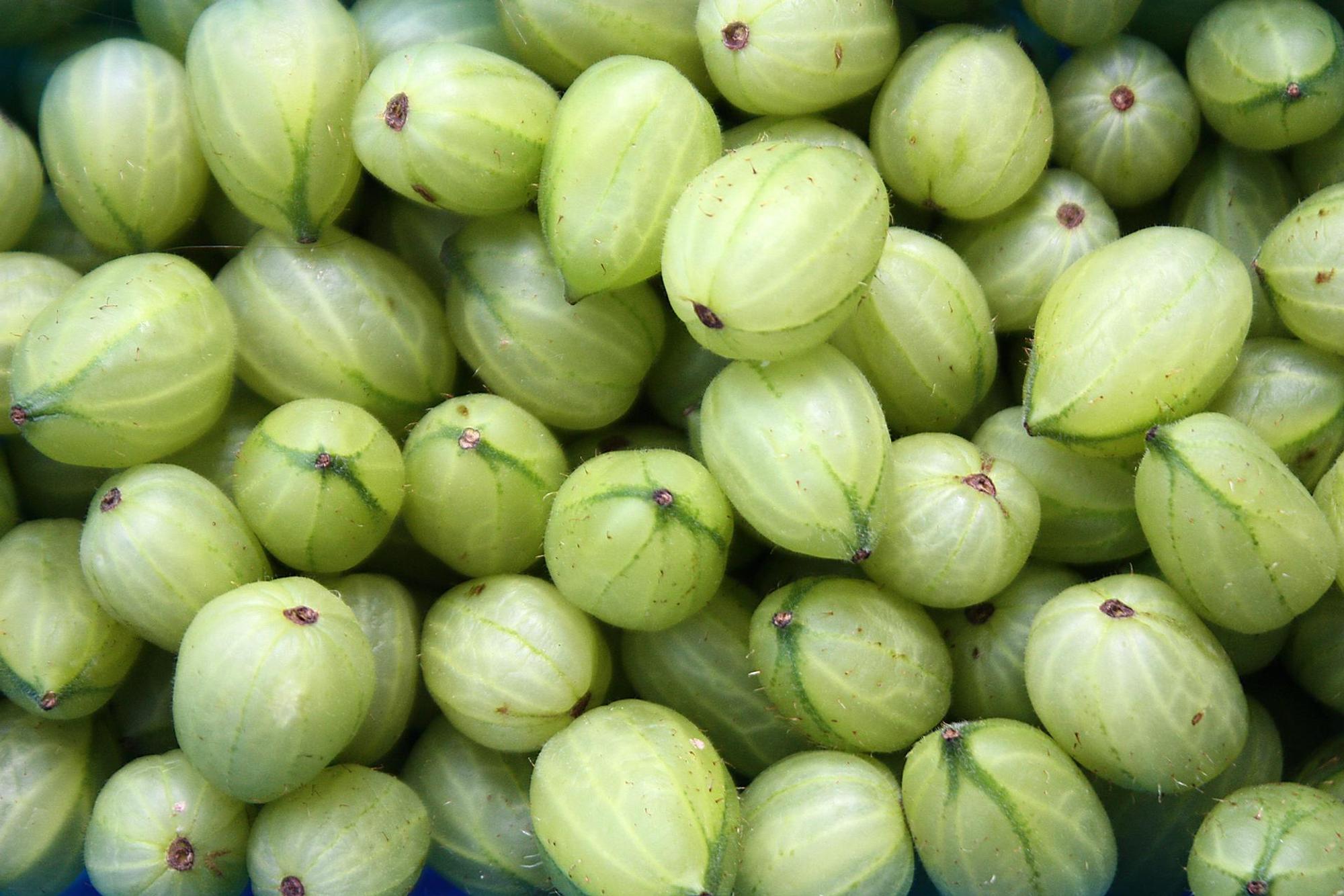 stachelbeeren grün