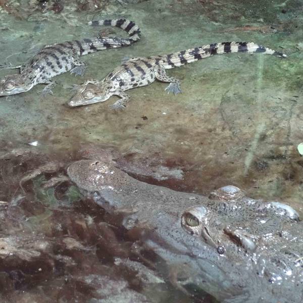 Zoo_Krokodile_2