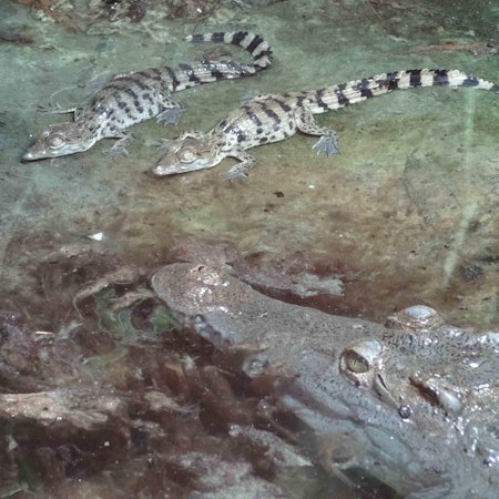 Zoo_Krokodile_2