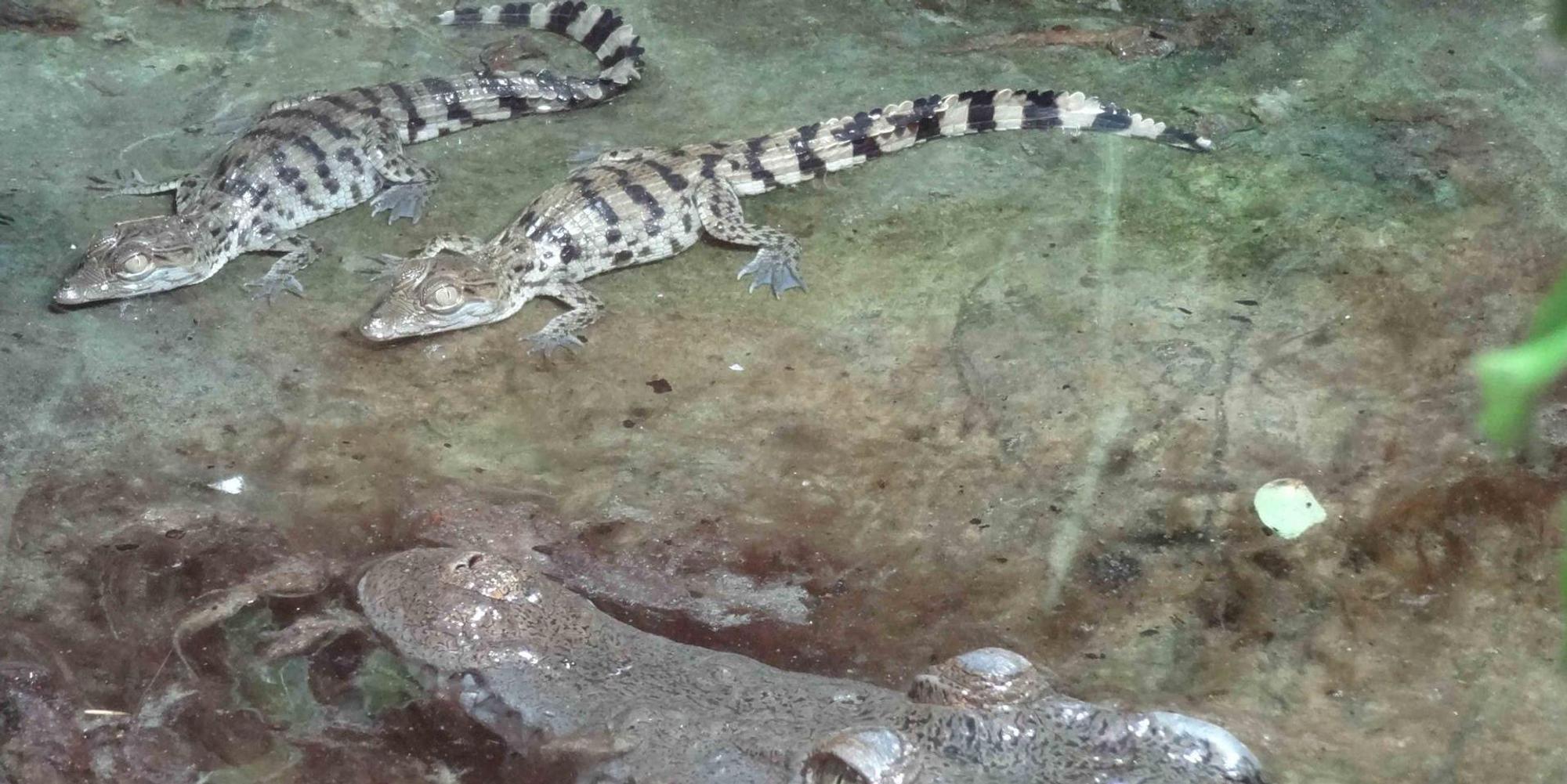 Zoo_Krokodile_2