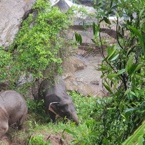 Khao Yai Elefanten tot