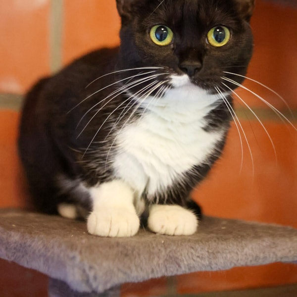 RB Tierheim Kürten Spuki