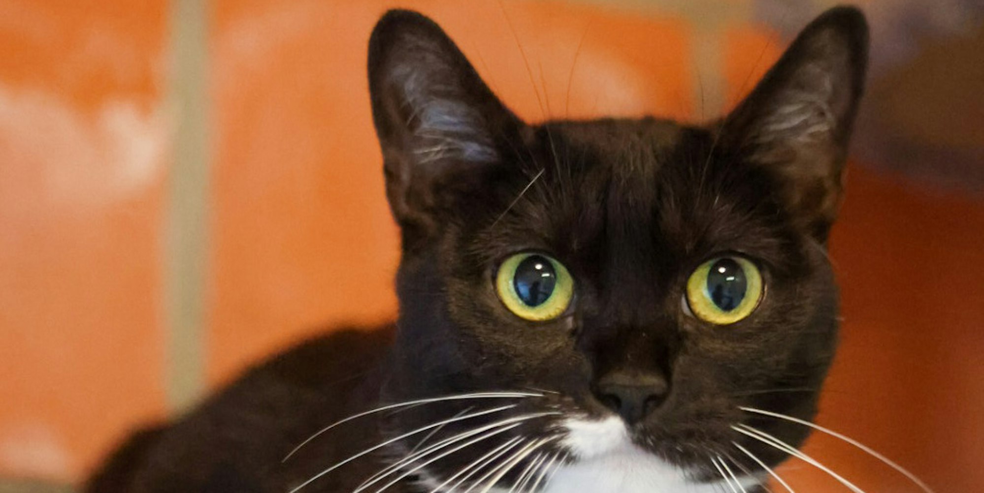 RB Tierheim Kürten Spuki