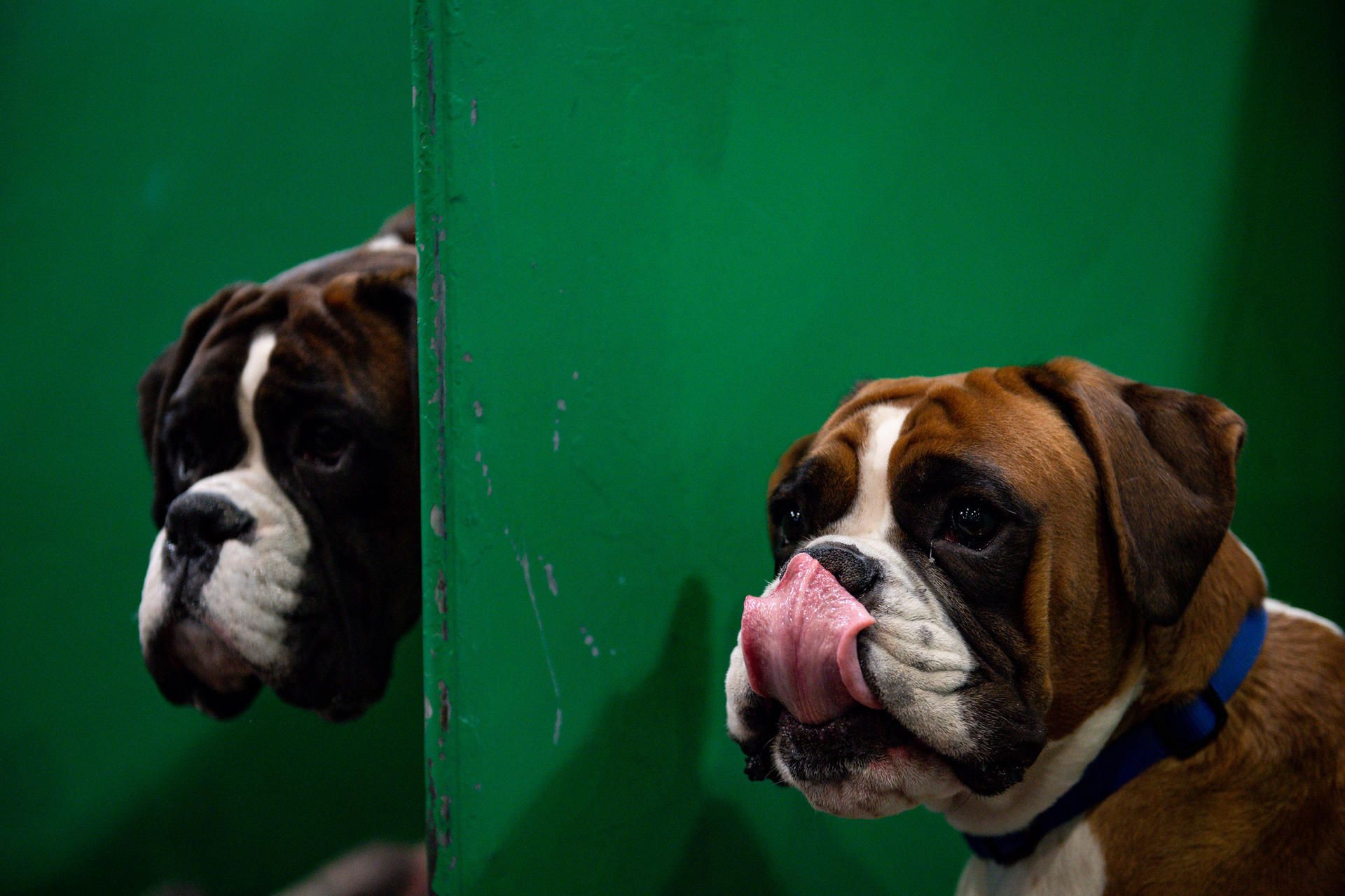 Hund Boxer