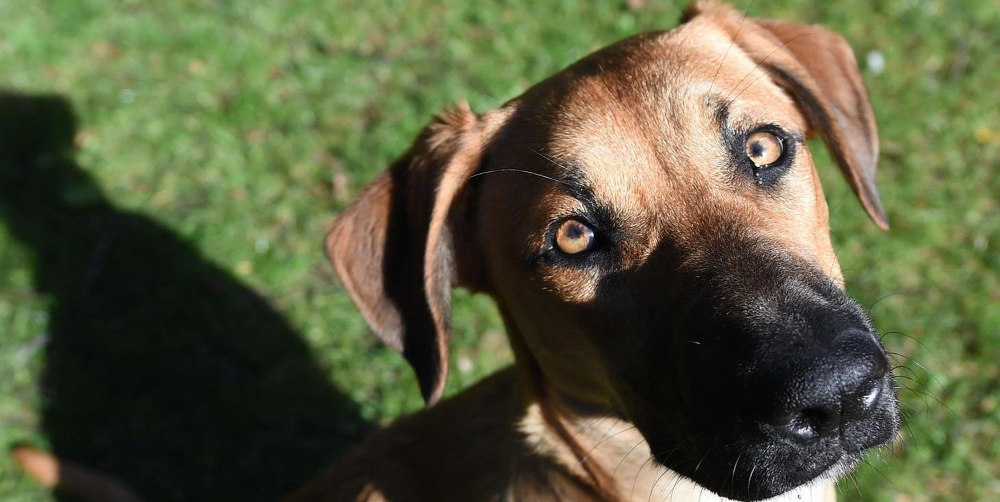 Hund auf Wiese