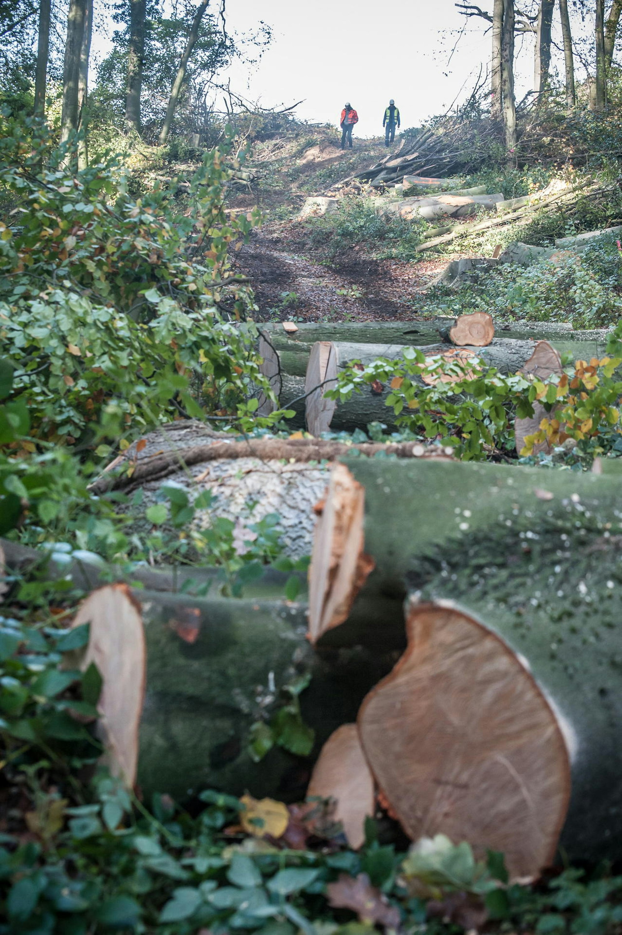 trasse_open-grid-gasleitung__ALF_2458