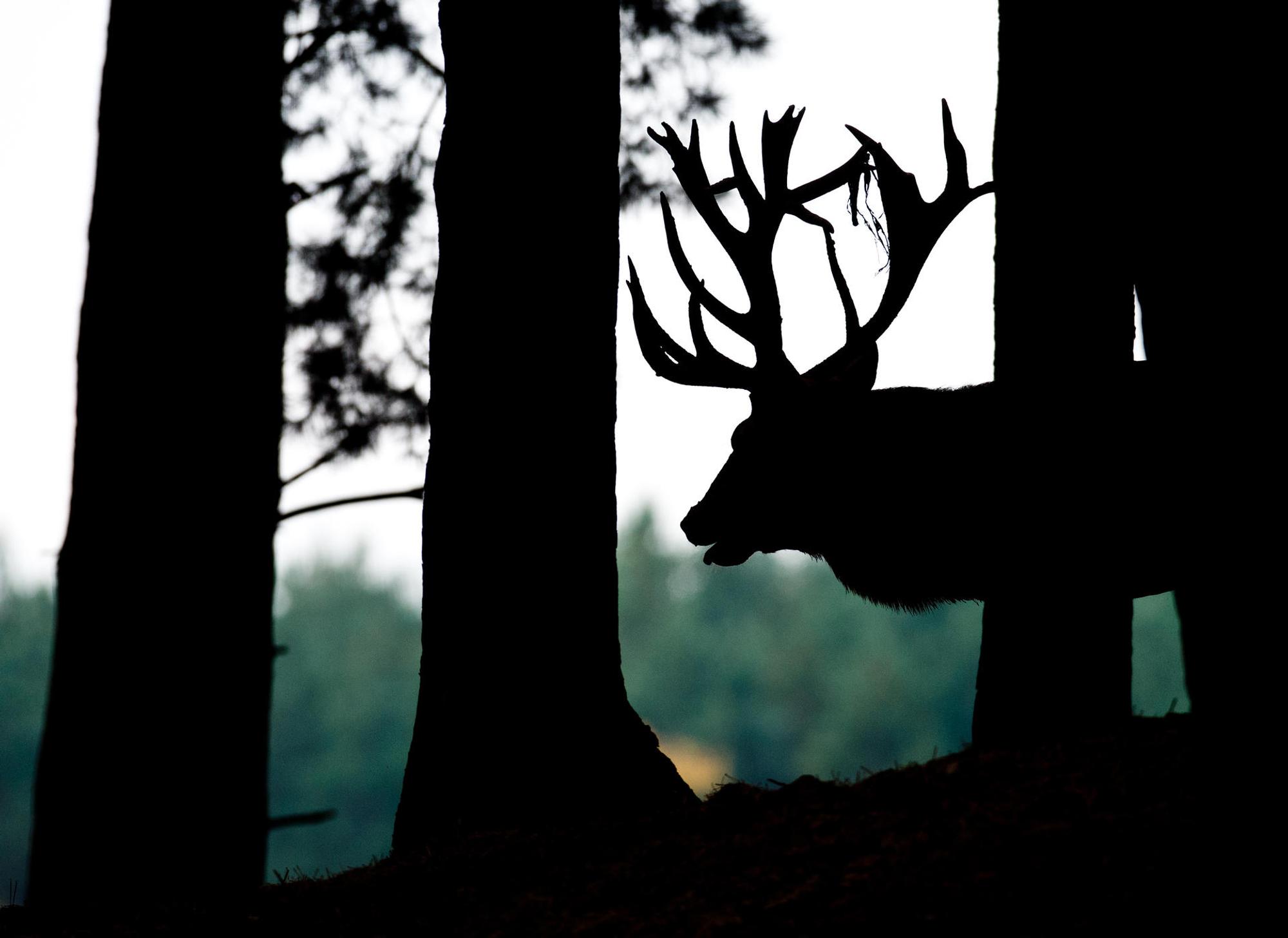 Wald Rotwild Hirsch Wildpark dpa