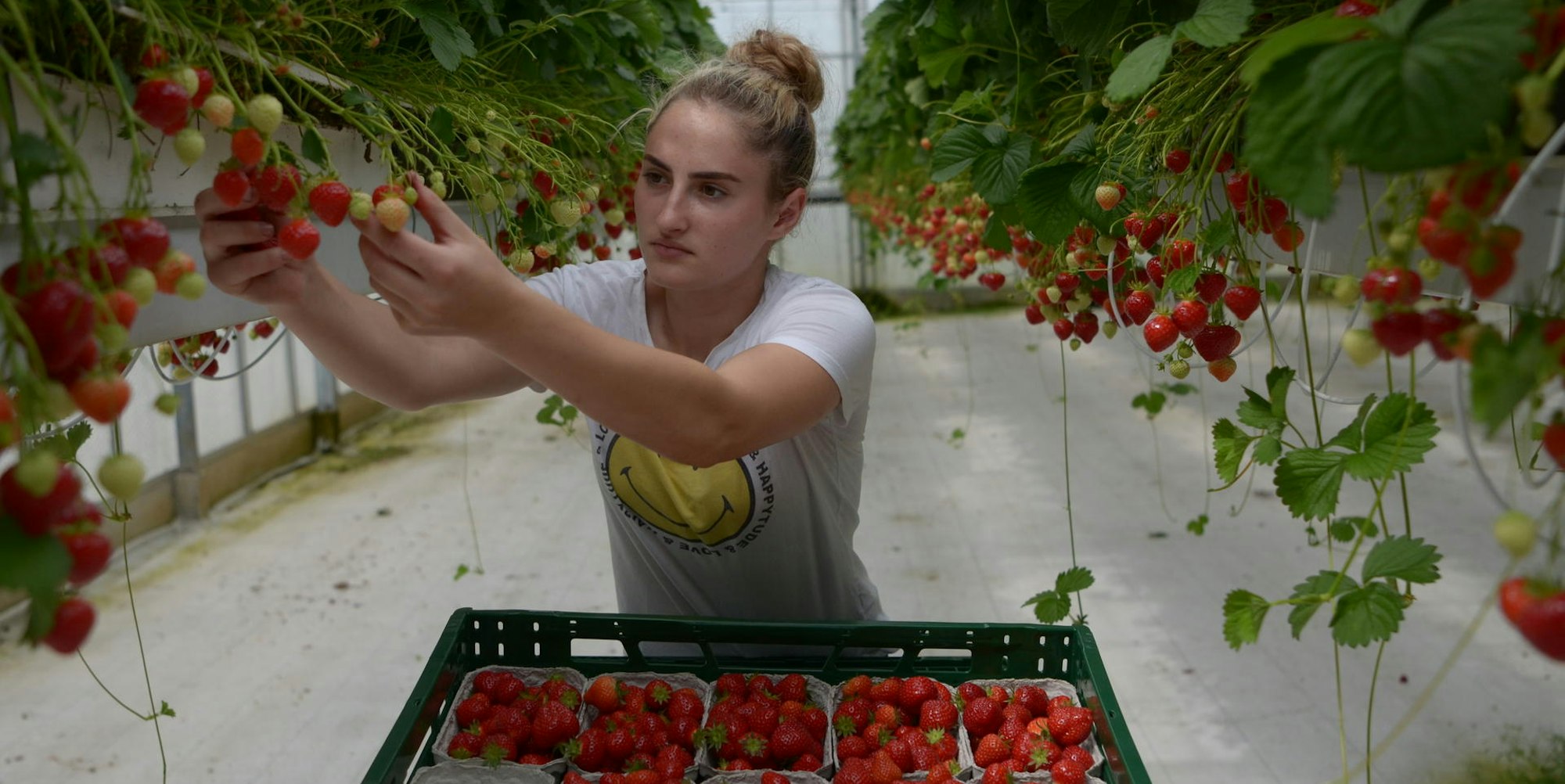 Erdbeerhof rumänische Erntehelferin