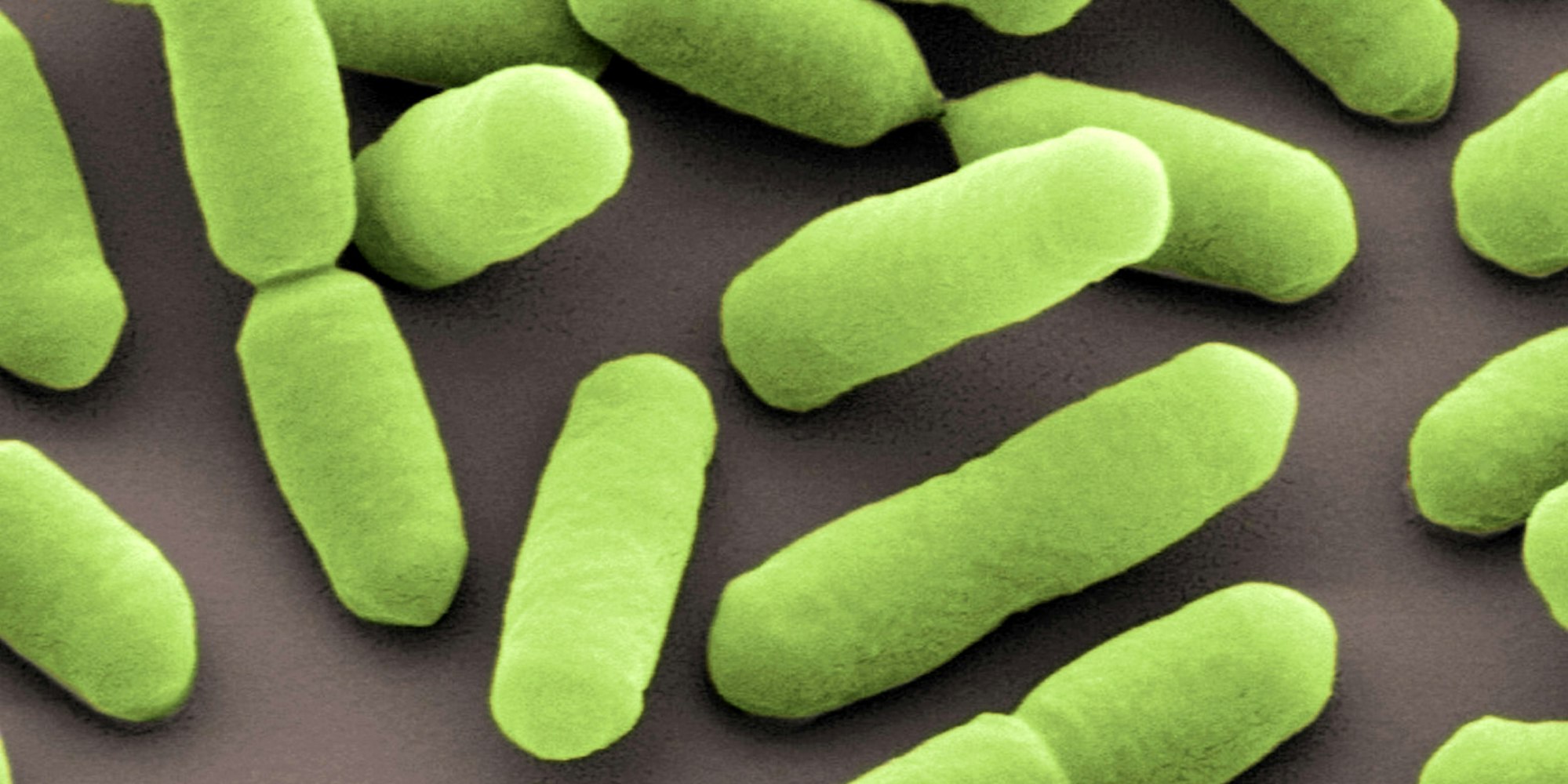 Listerien Symbolbild dpa