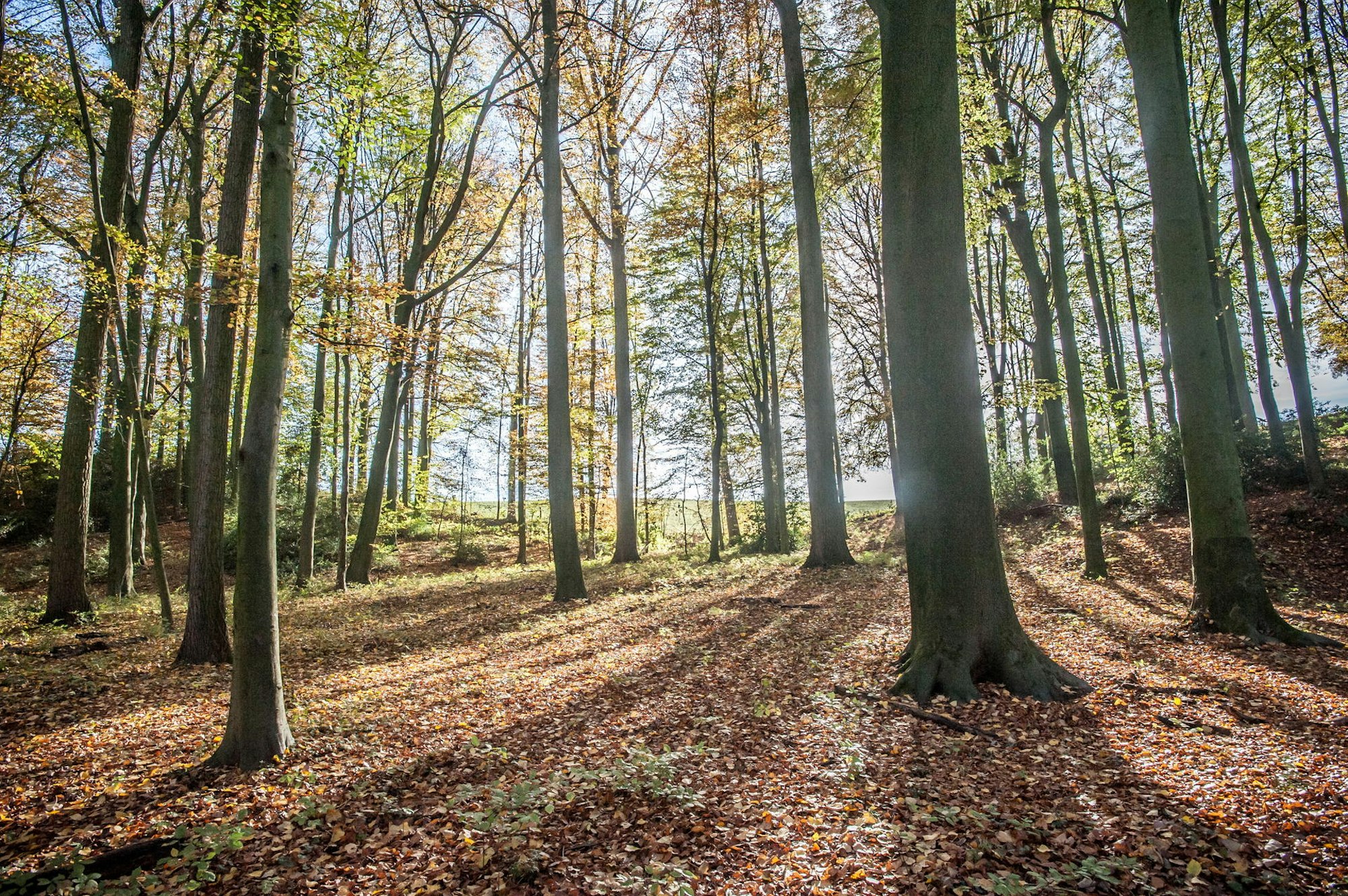 wald-bei-huescheid-leverkusen_ALF_2436