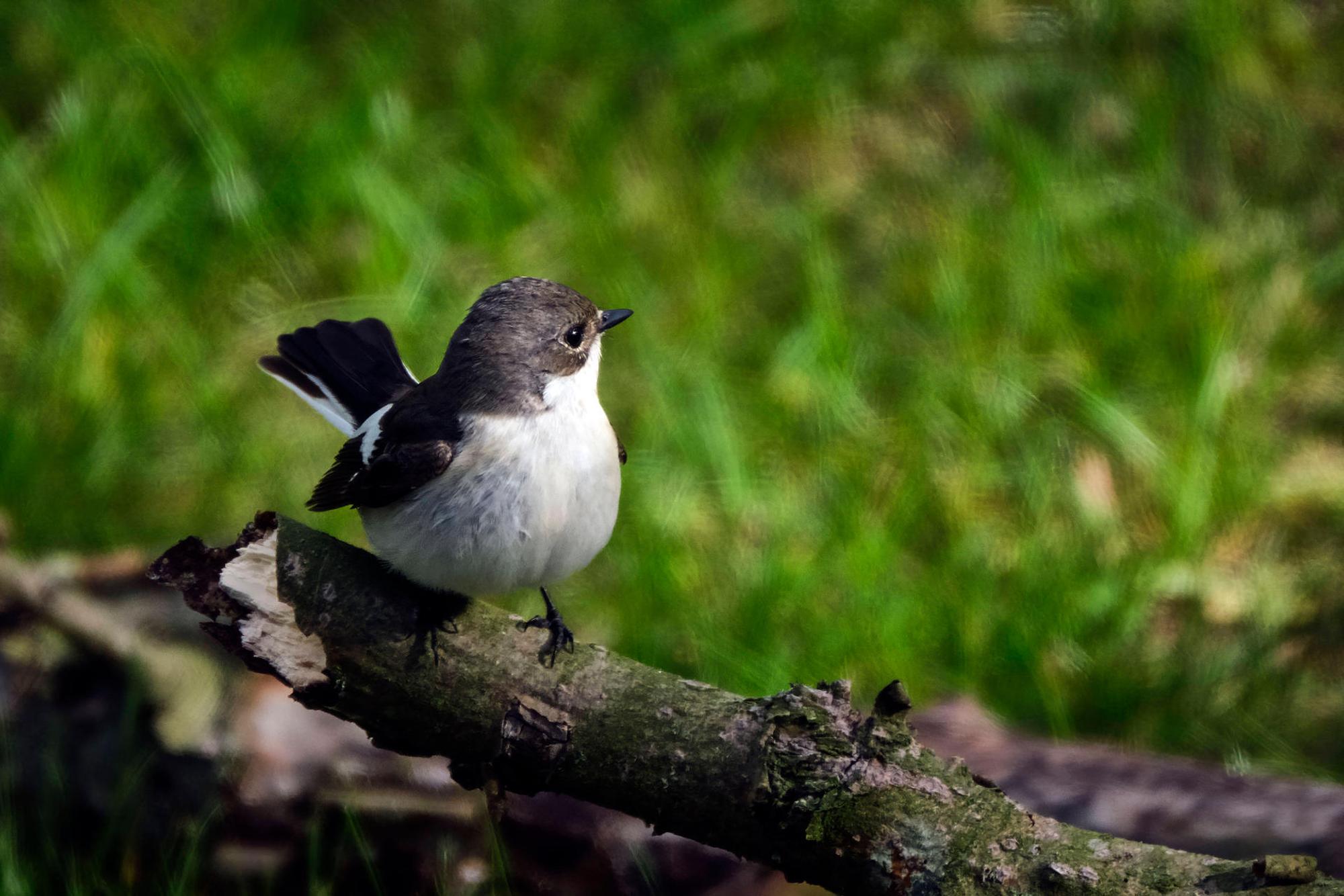 imago0131498184h