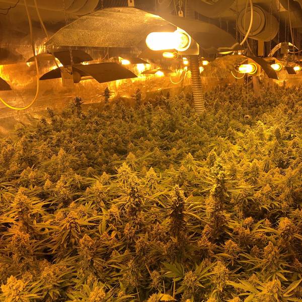 Cannabis_Niederkassel