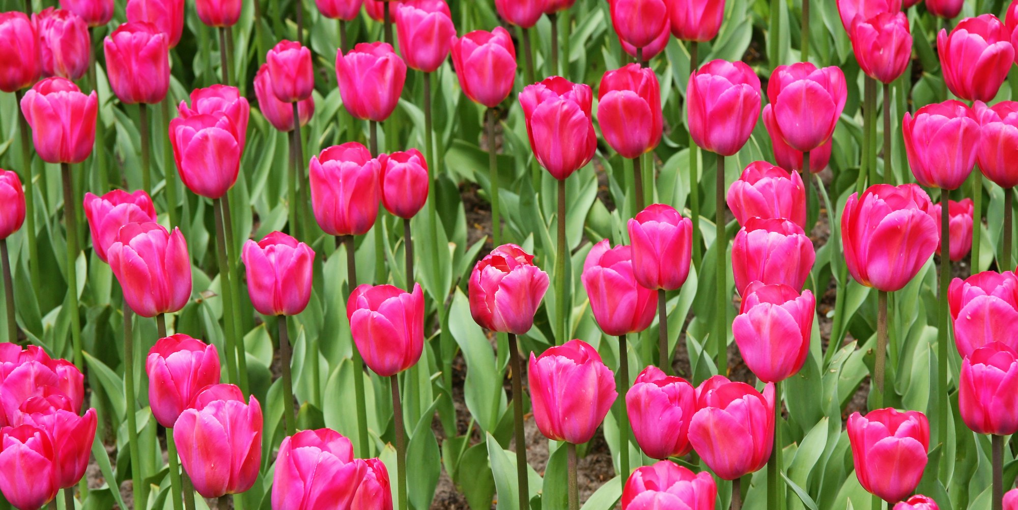 Tulpenfeld pink