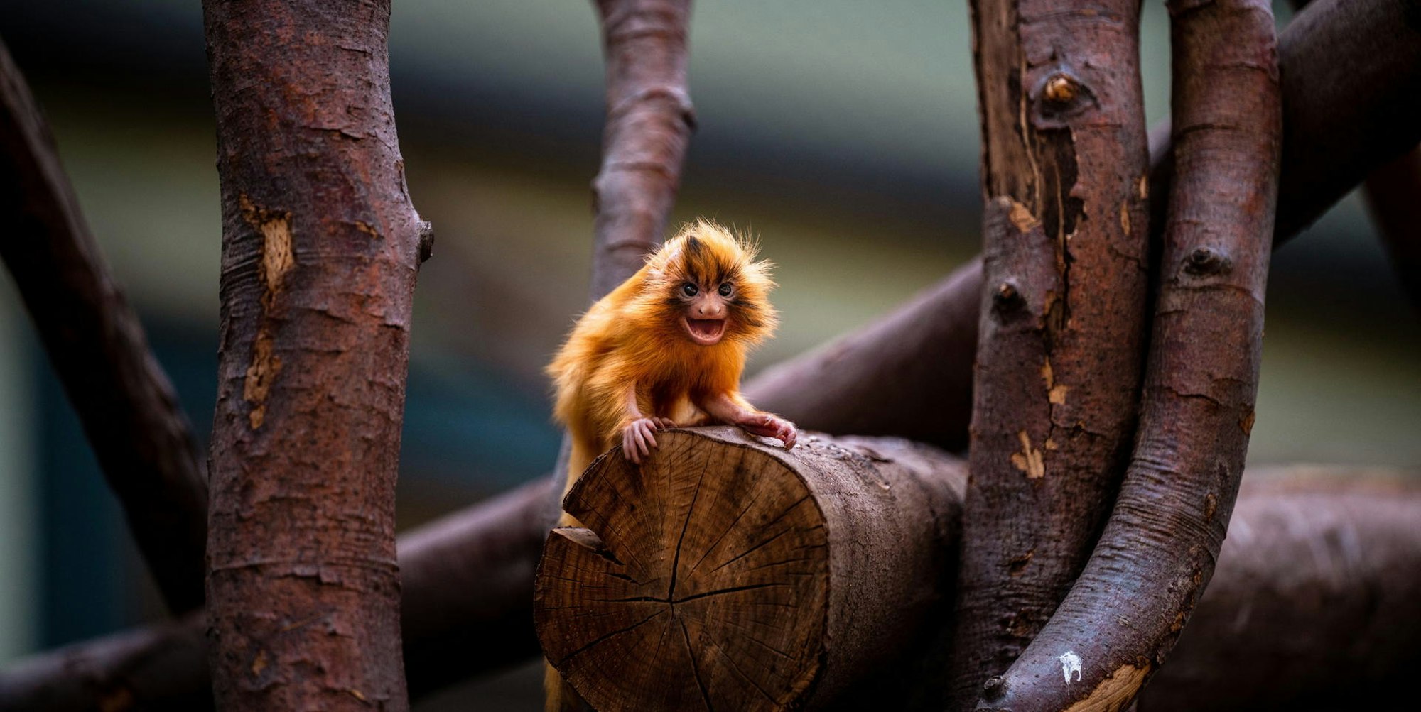 cob_20220505_Nachwuchs_bei_den_Goldgelben_Loewenaeffch_2