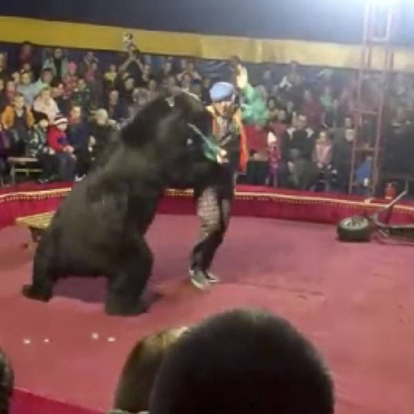 Russischer Bär Angriff dpa 251019