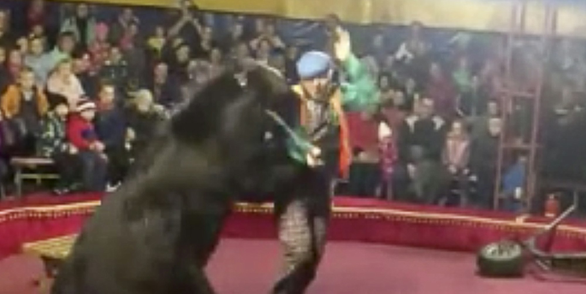 Russischer Bär Angriff dpa 251019