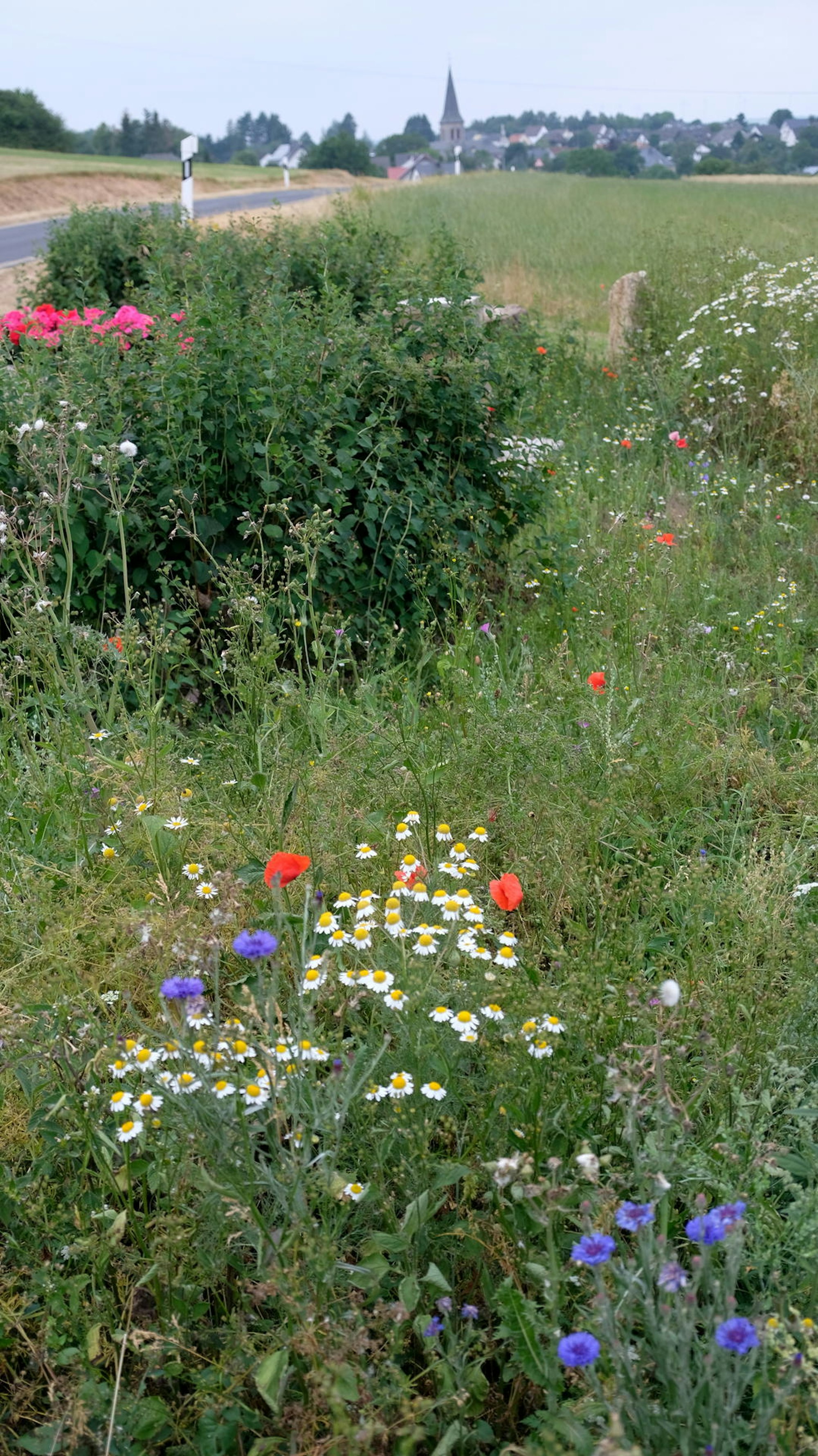 EU Bunte Blumen Sistig