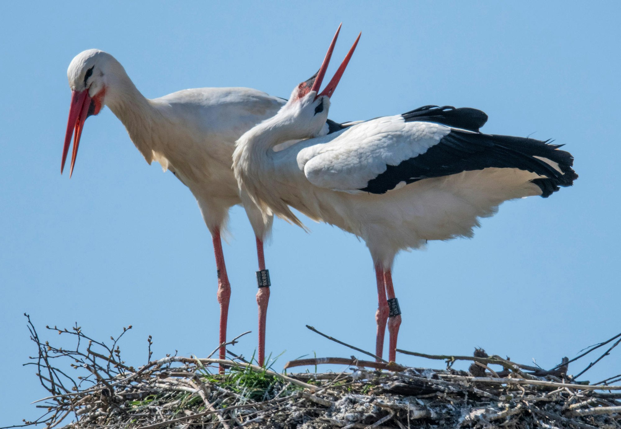 ZweiStörche_64960033