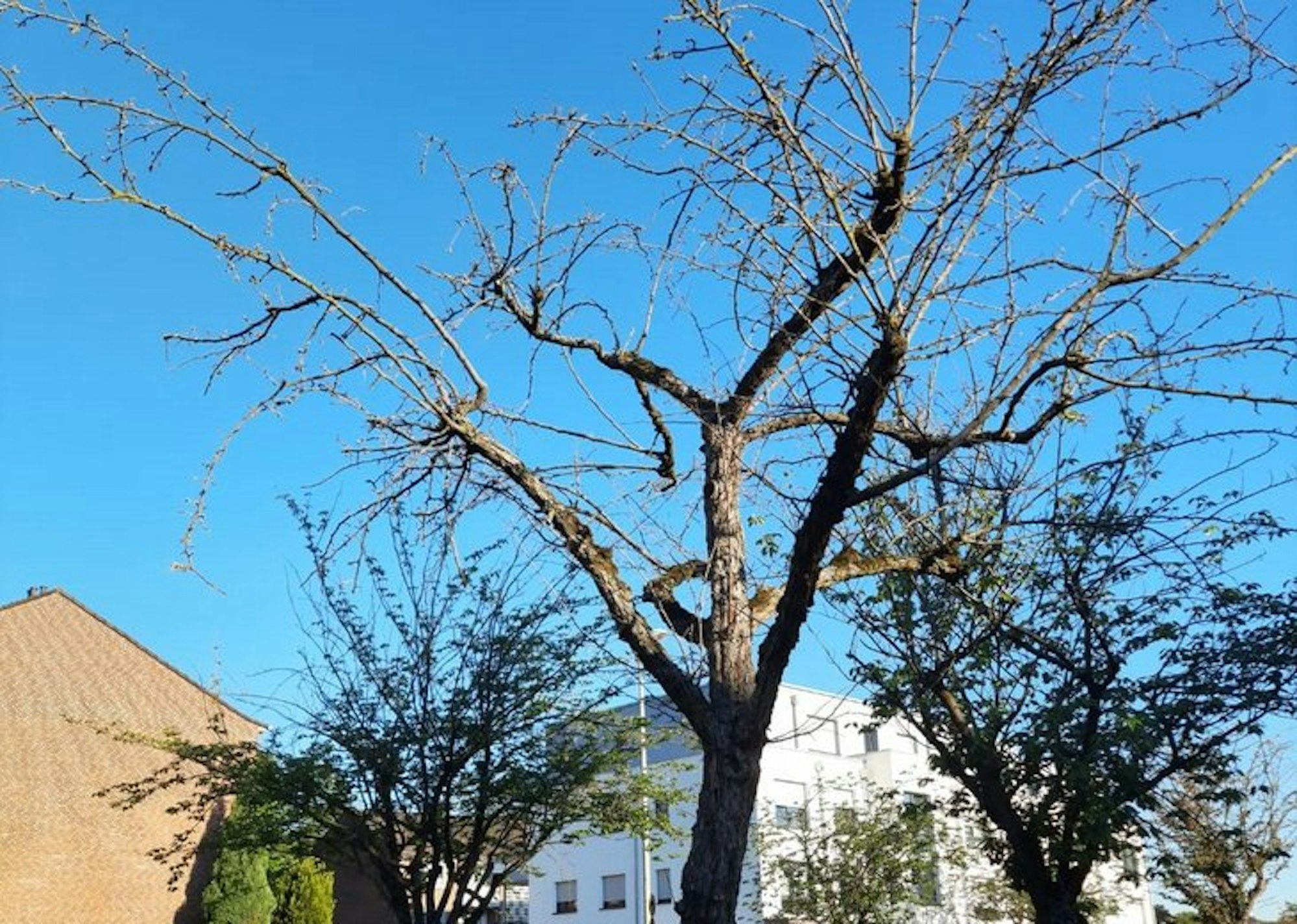 csm_Baumfaellung_Neuk.Str_Heidelberg_06_2021_64f4b9a60e