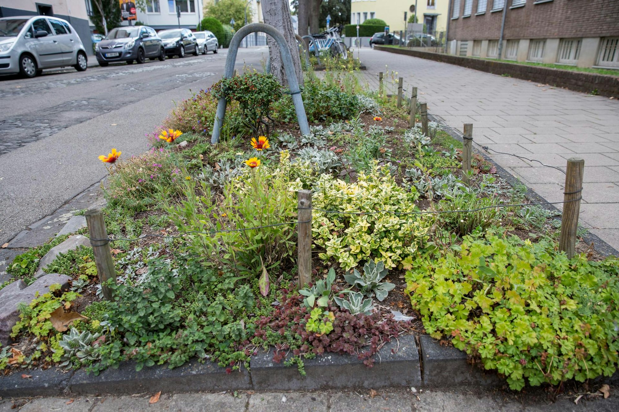 20200906-MBA-Baumscheiben-09