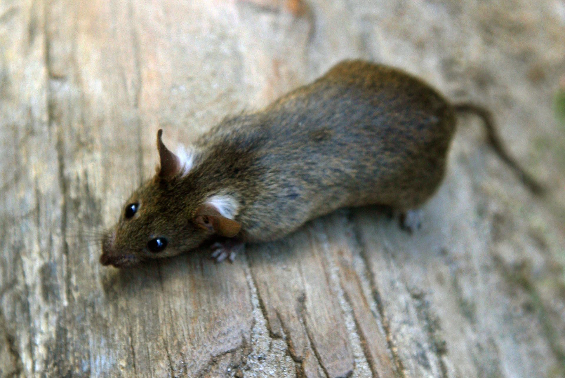Mehr_Ratten