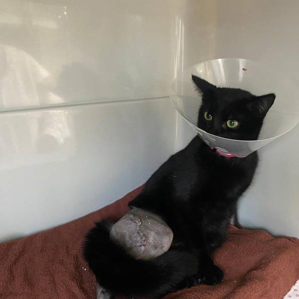 20220209-ber-katze-elly-tierheim-bergheim (1)