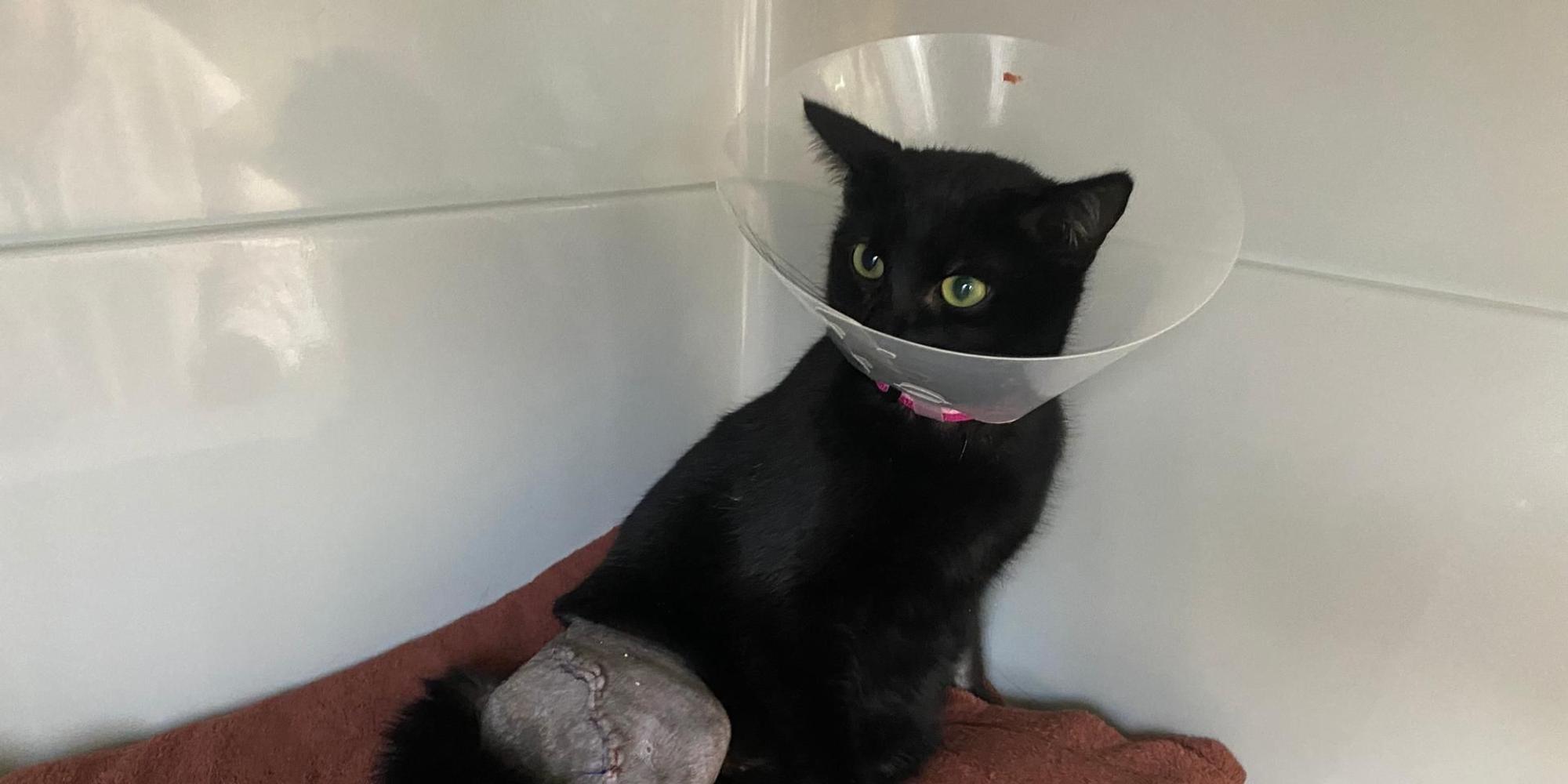 20220209-ber-katze-elly-tierheim-bergheim (1)