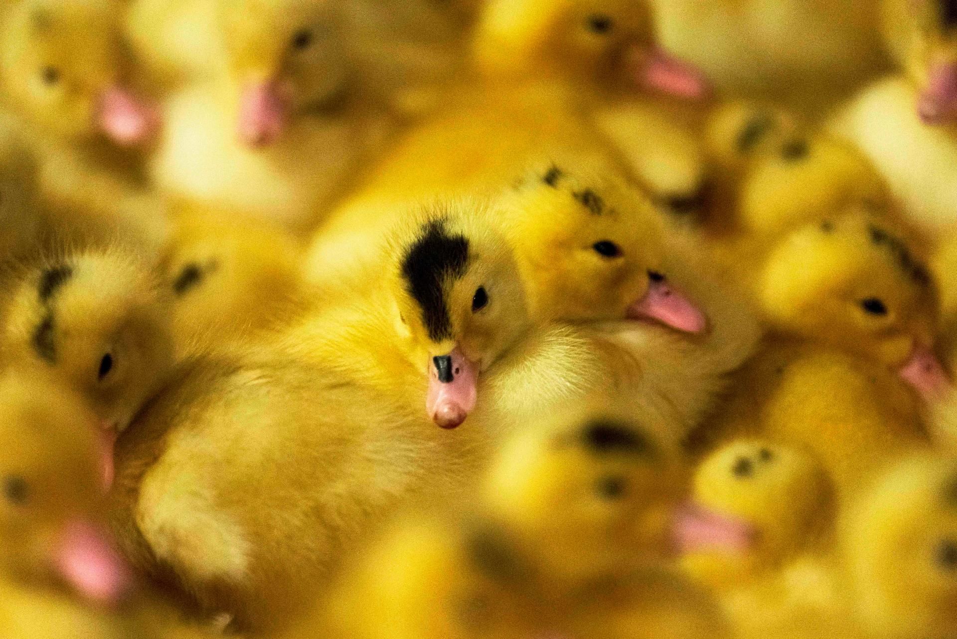 Foie Gras afp