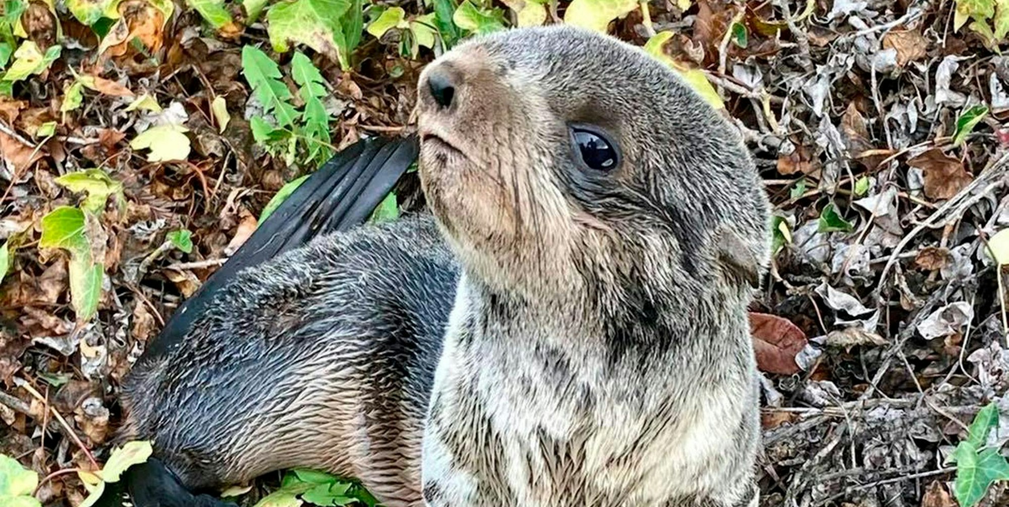 Seebär Baby 1