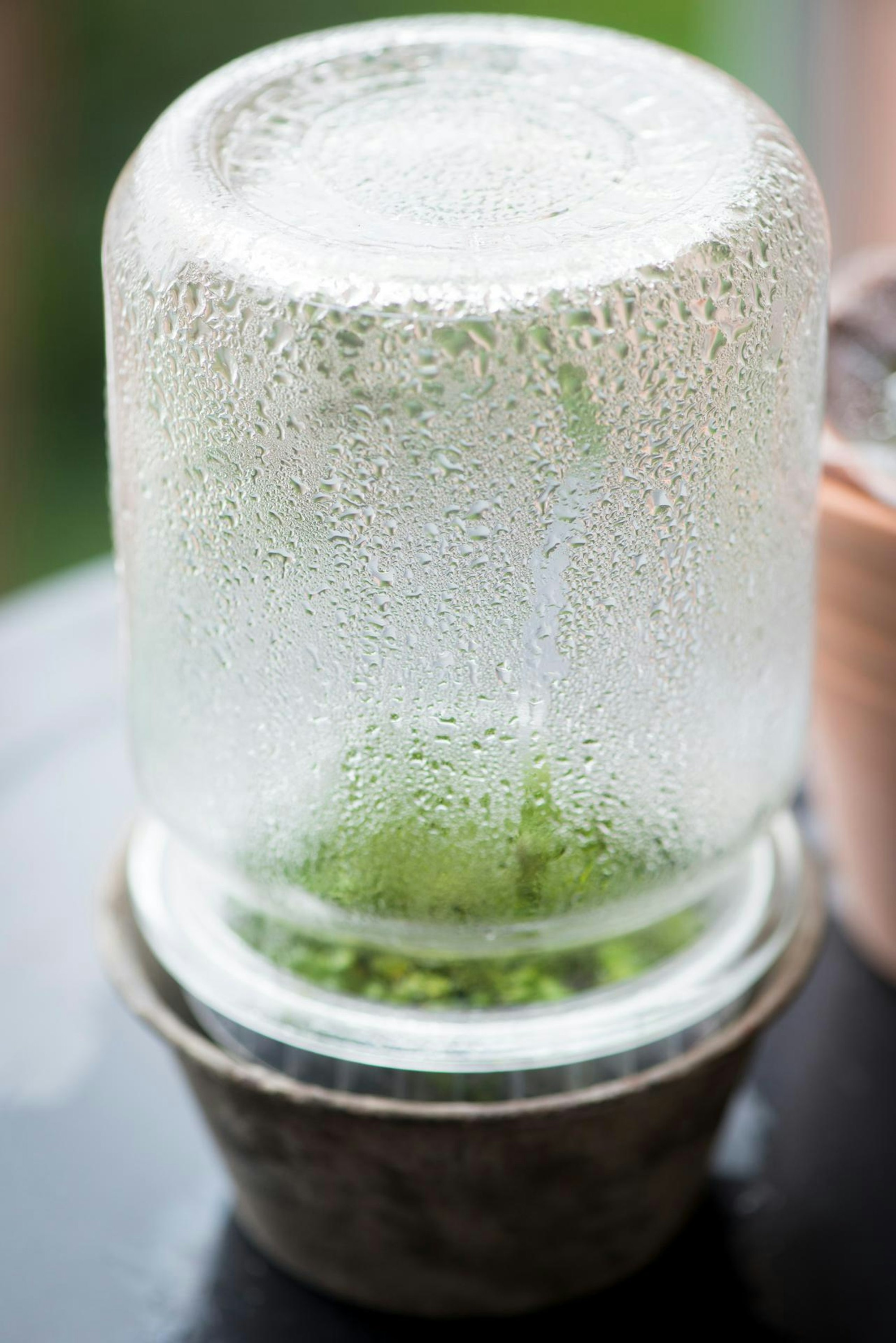 Ruether_micro-greens-kultivieren_ELA8697