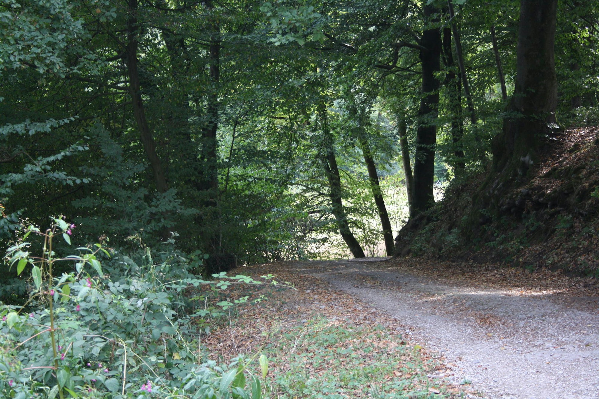 Leichlingen Waldspaziergang1