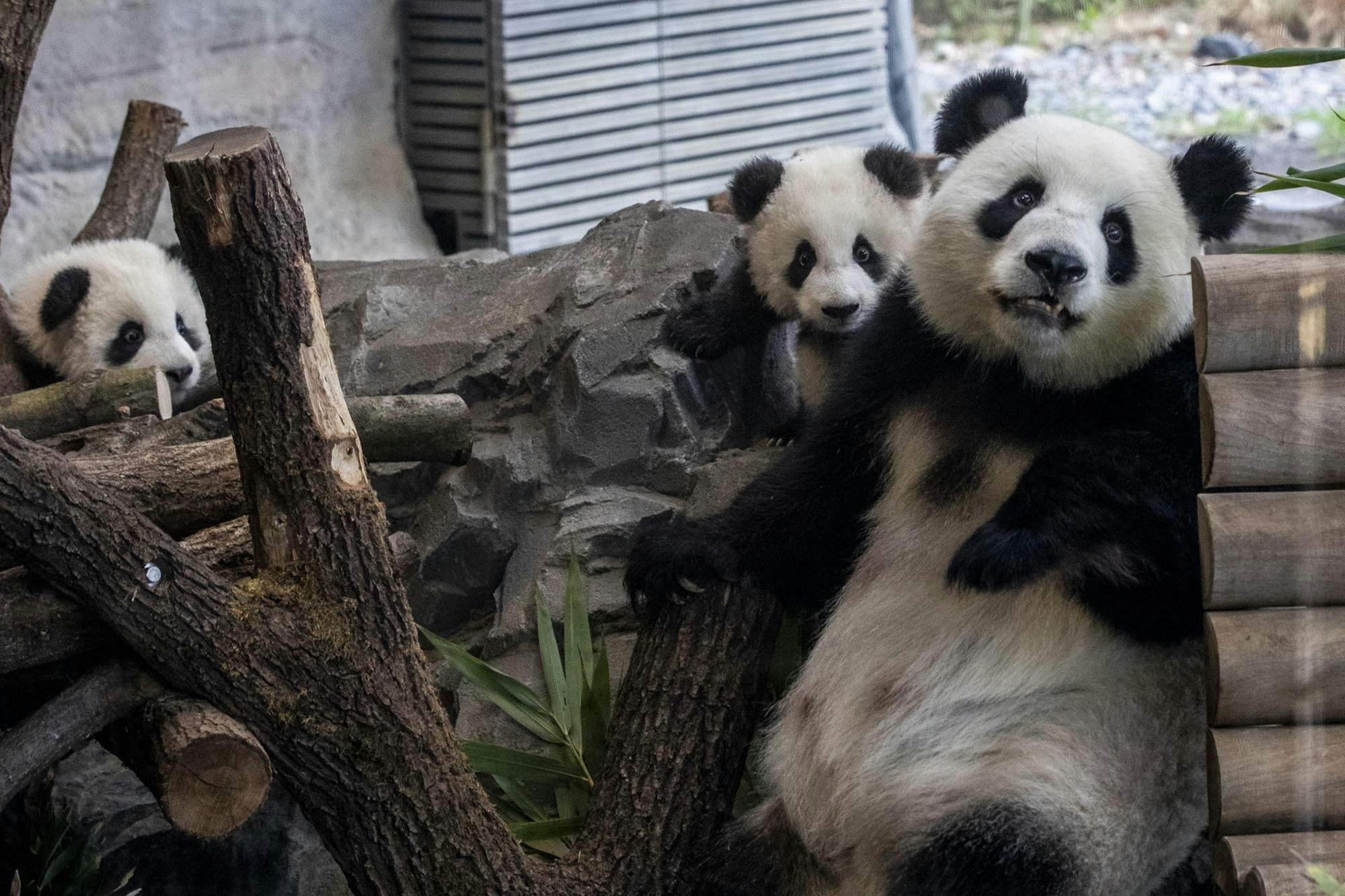 Die Panda-Zwillinge mit ihrer Mutter