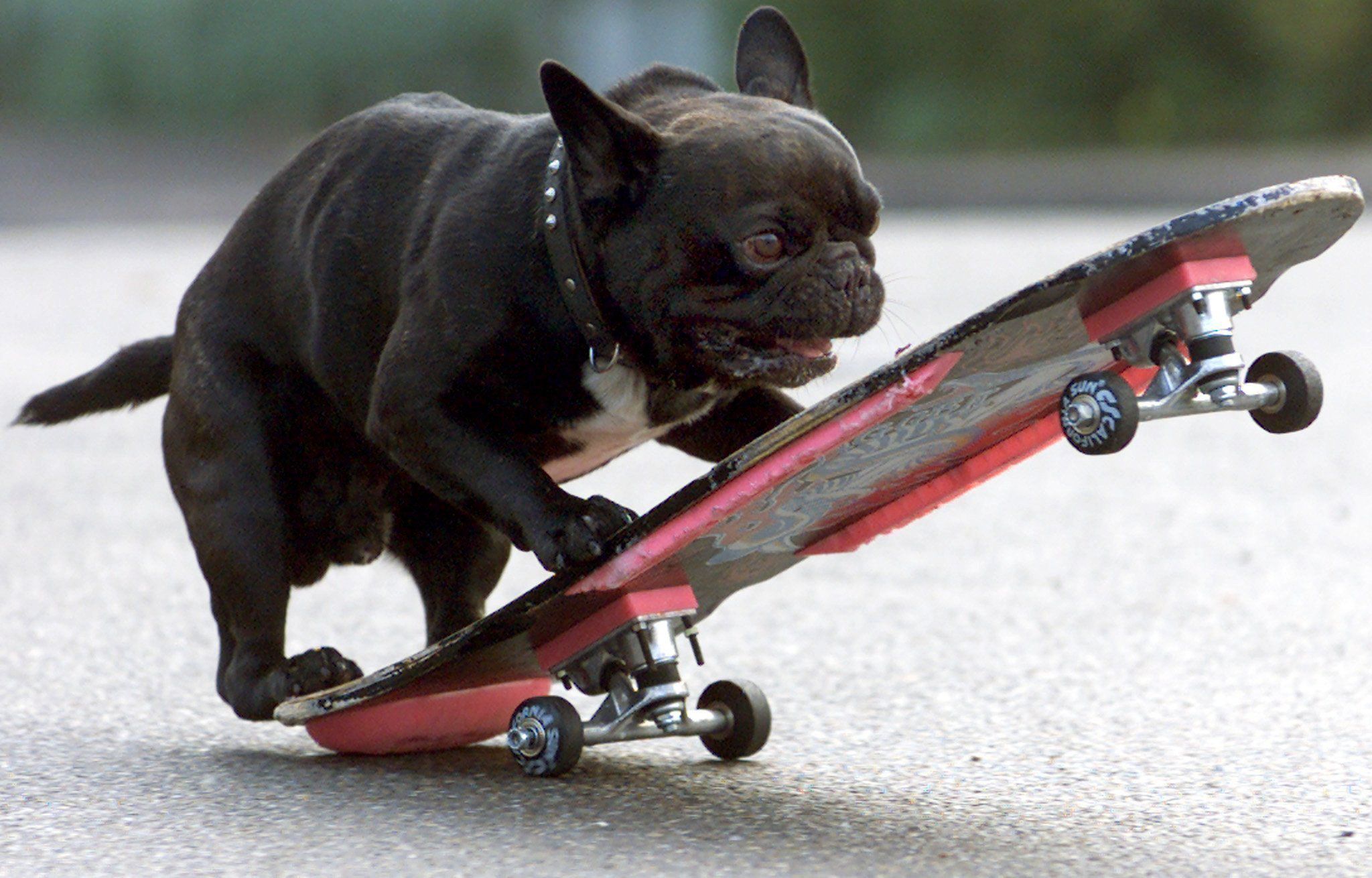 Trickdogging