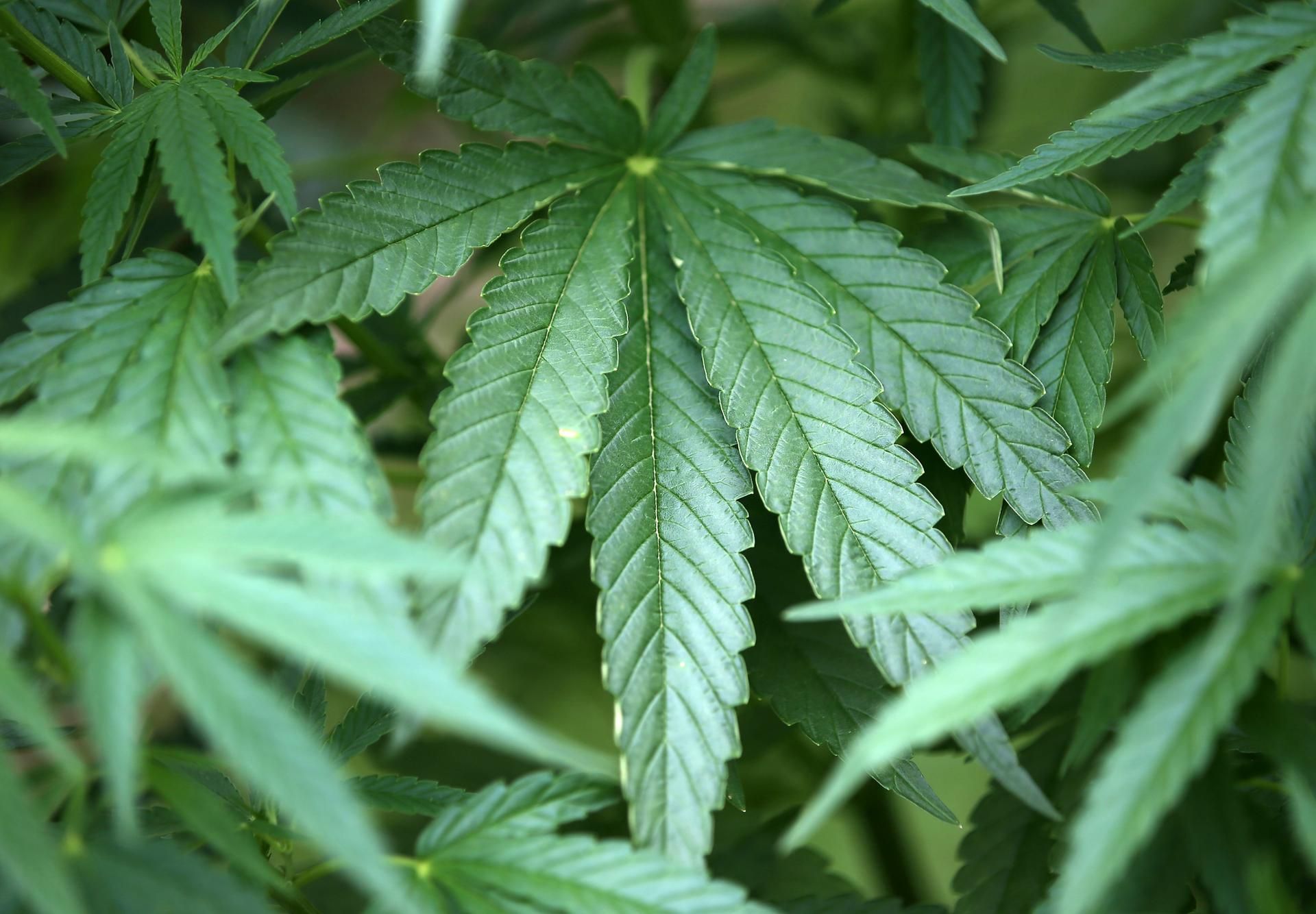 Cannabis Italien