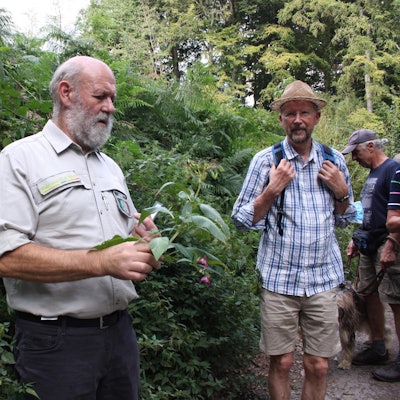 Leichlingen Waldspaziergang4Indisches Springkraut