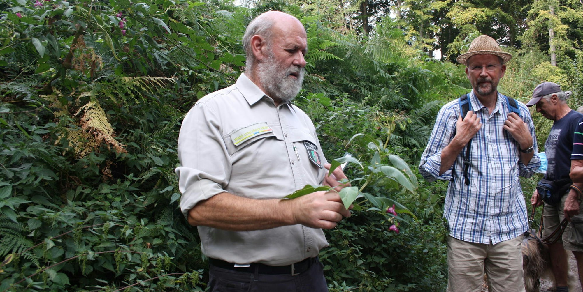Leichlingen Waldspaziergang4Indisches Springkraut