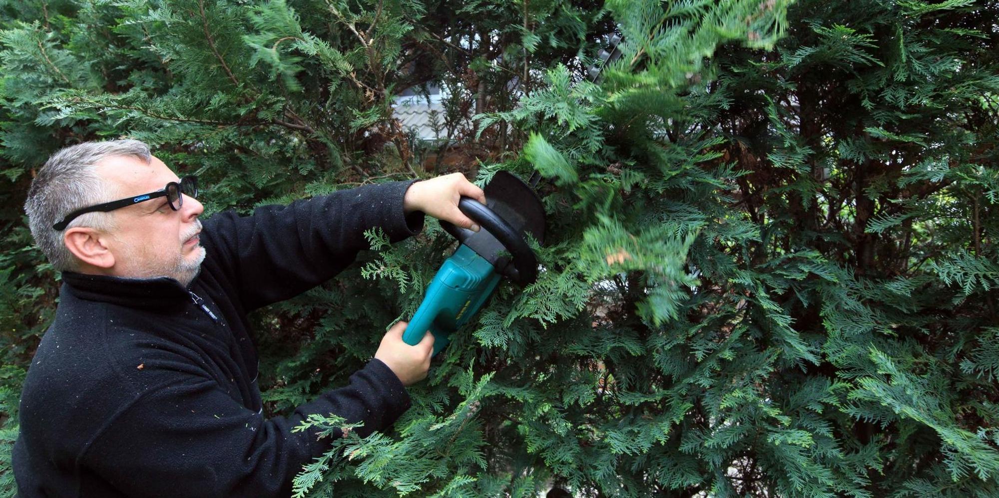 Mann schneidet die Hecke