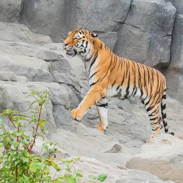 Tiger Sergan