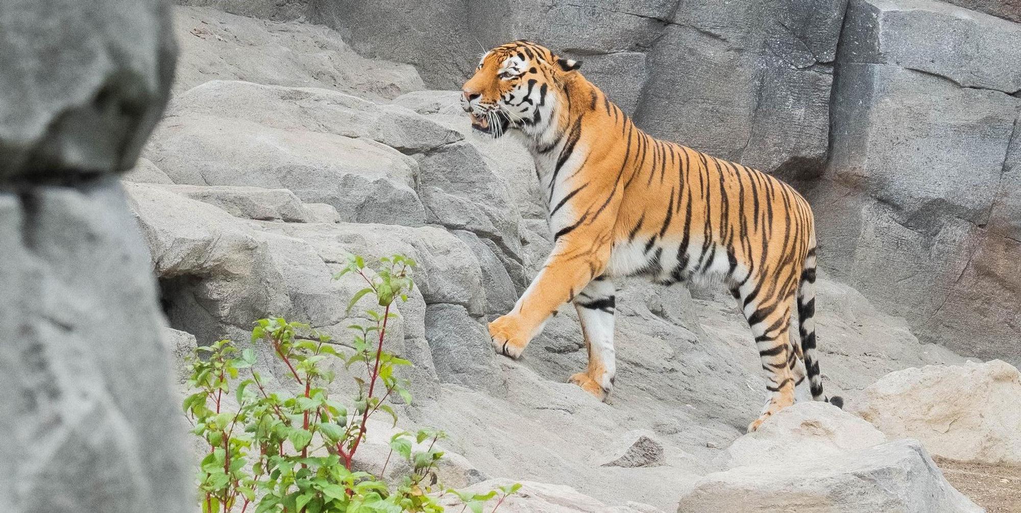 Tiger Sergan