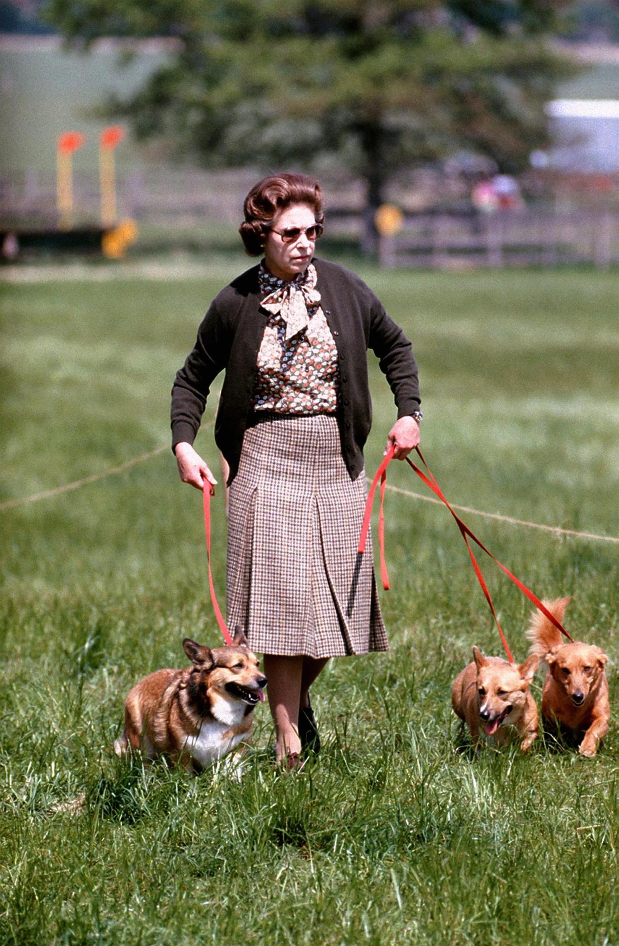 Queen Corgis Archiv
