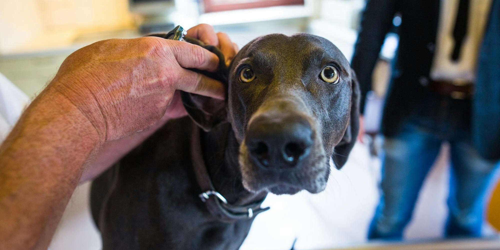 Hund beim Tierarzt dpa themendienst