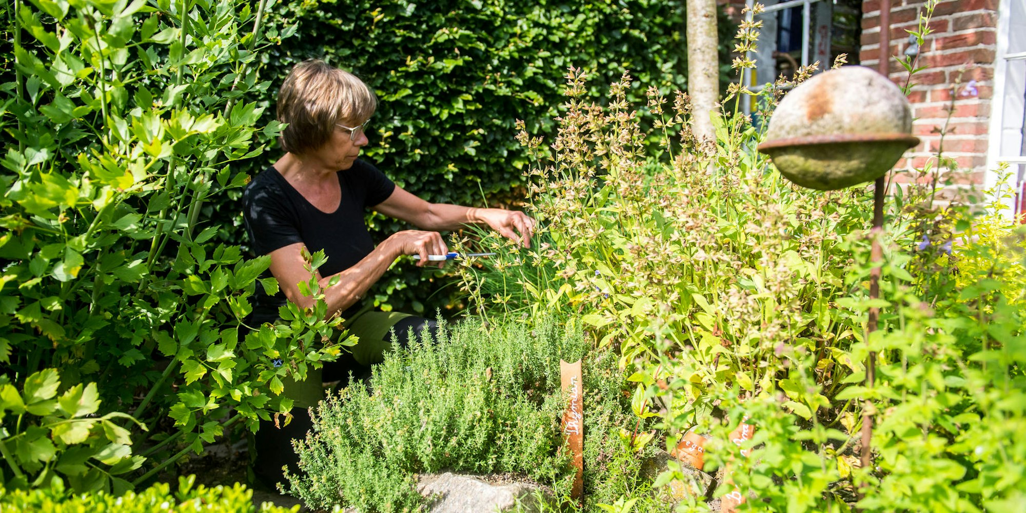 kräuter aus dem garten