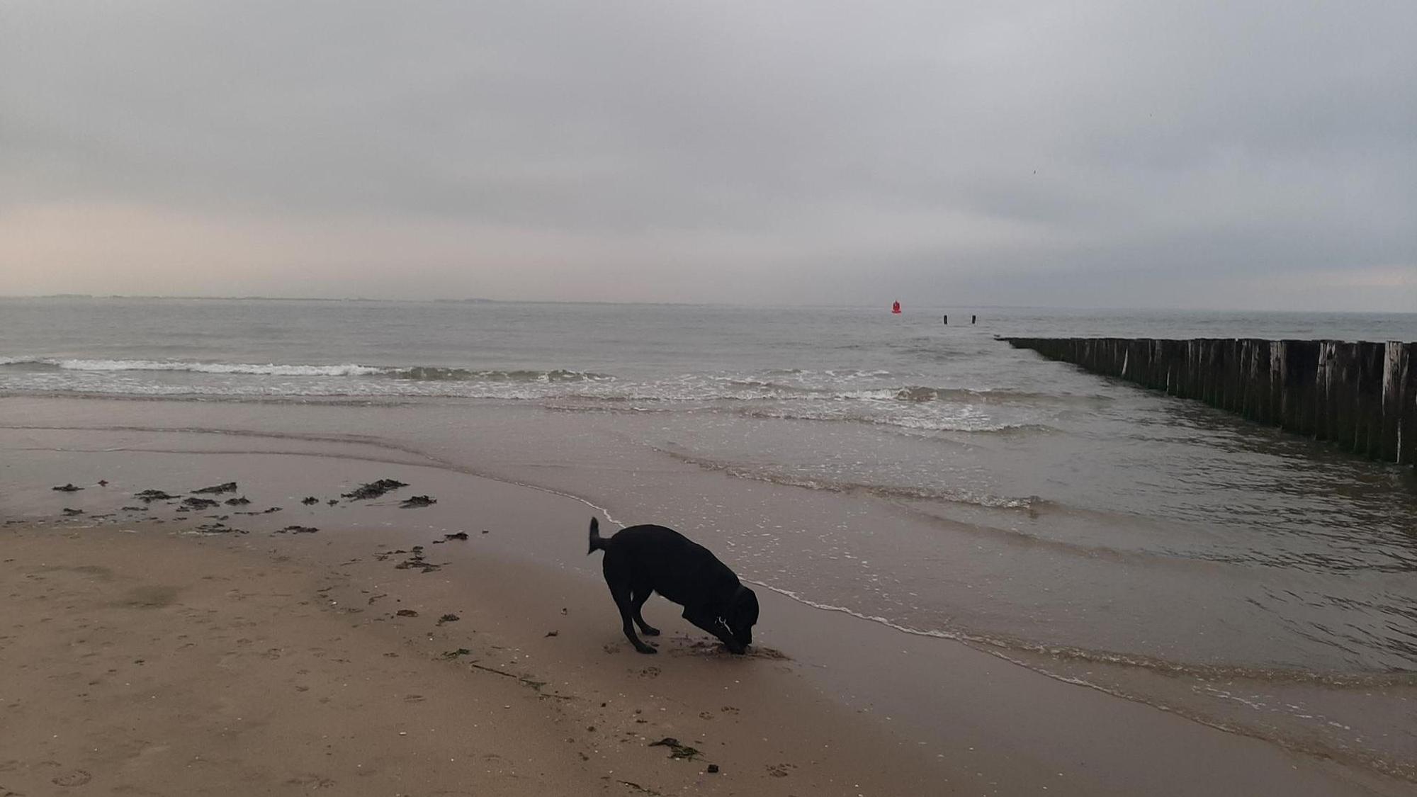 Im Herbst dürfen die Hunde an vielen niederländischen Stränden - hier in Vlissingen - ohne Leine laufen.
