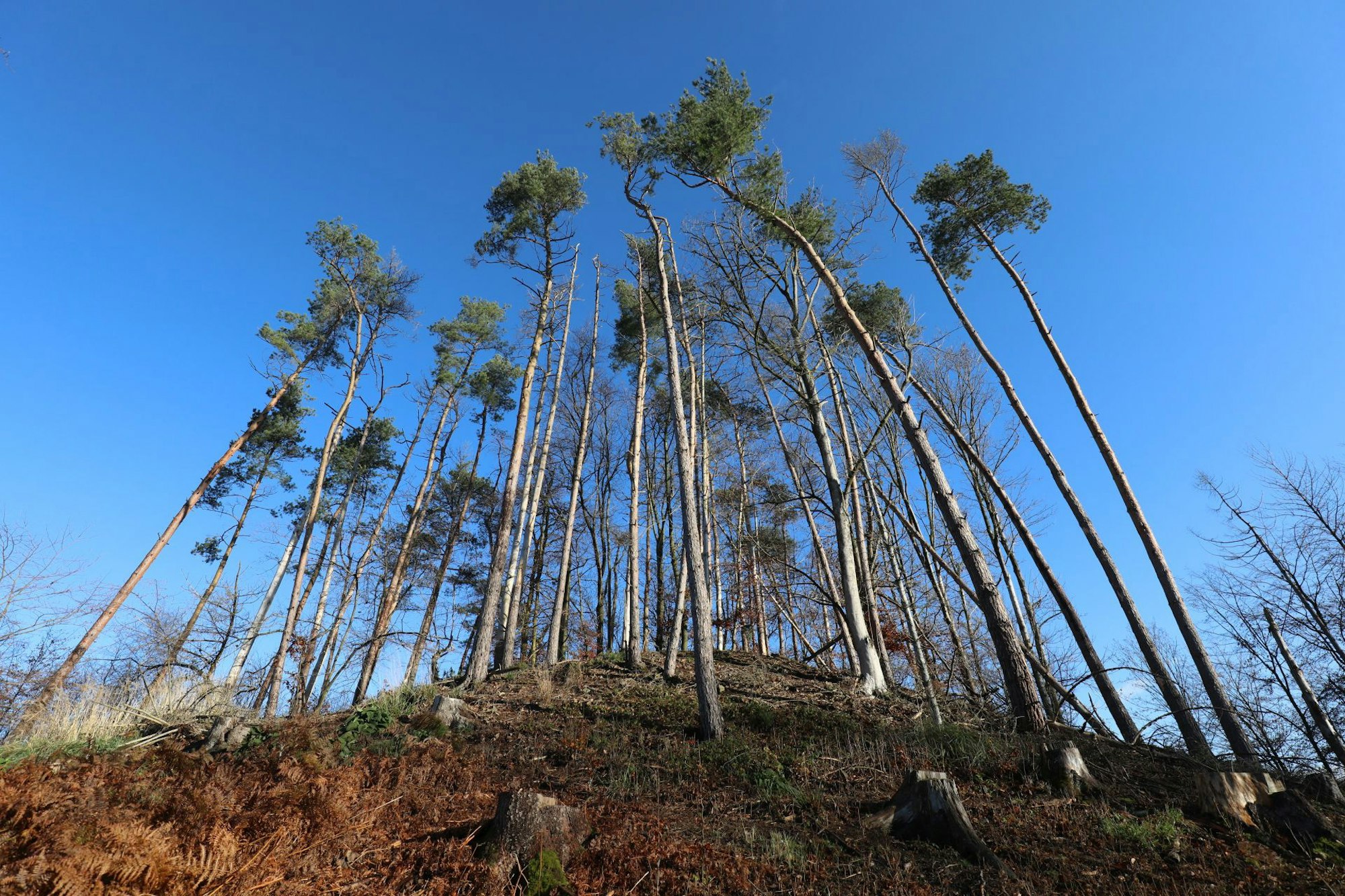 baumpflanzung_vvs_pfadfinder_oberpleis_zinnhoeckchen_2