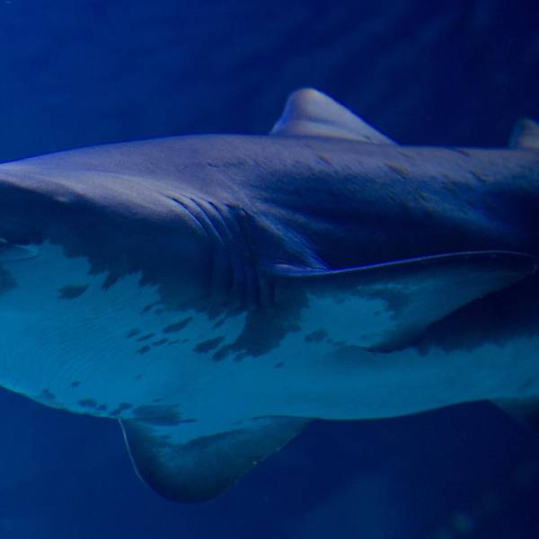 Haifisch
