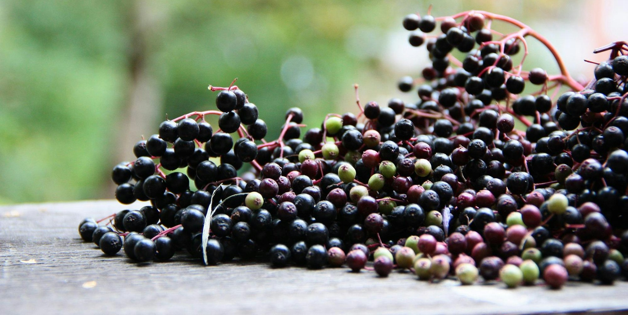 Sommerobst-serie Holunder Früchte