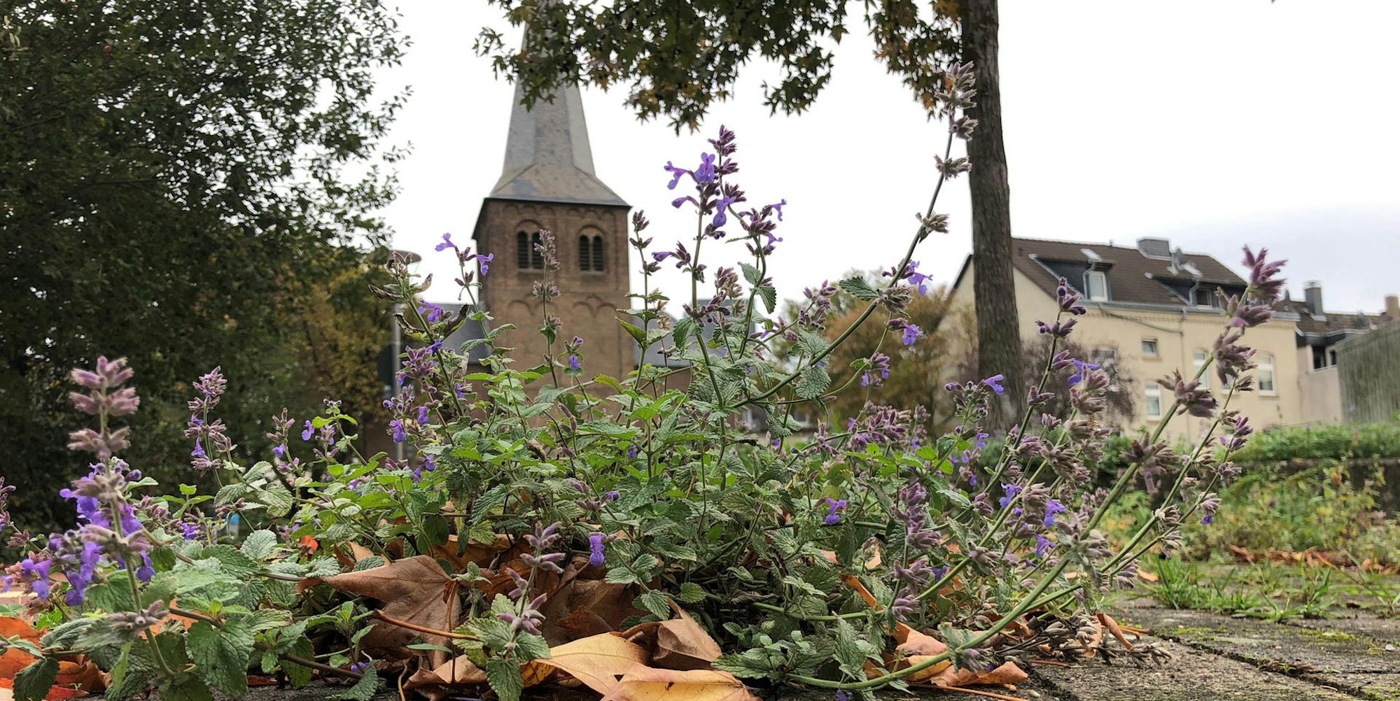 niederfeldstrasse_leverkusen