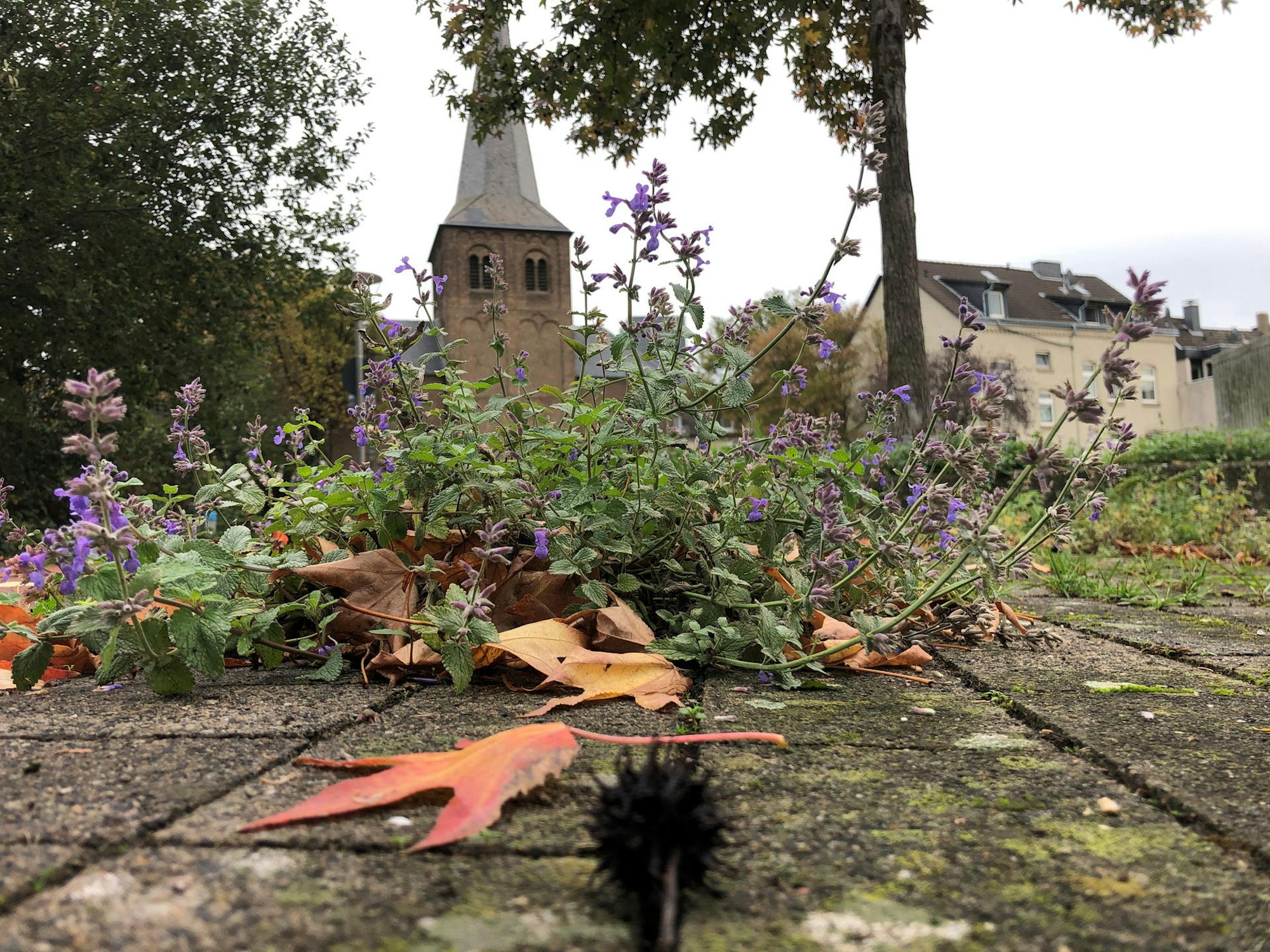 niederfeldstrasse_leverkusen