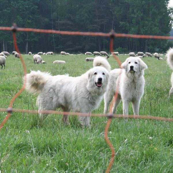 2020_11_19-db-Herdenschutzhunde -nabu-anette-wolff